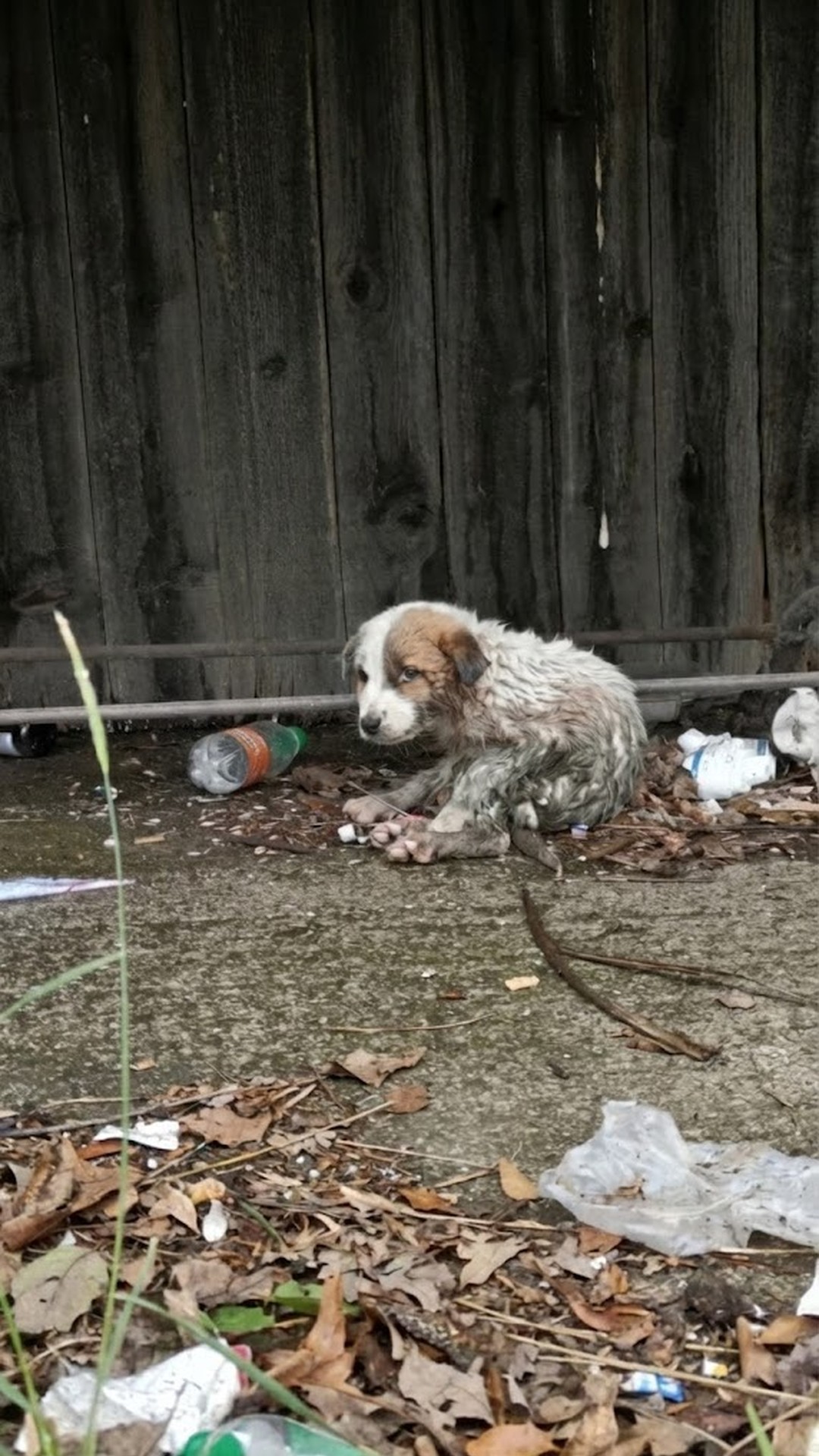 Rescue from Rubble: A Stray Dog's Recovery Over Days