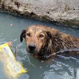 From Isolation to Compassion: A Stray Dog's Last Moments