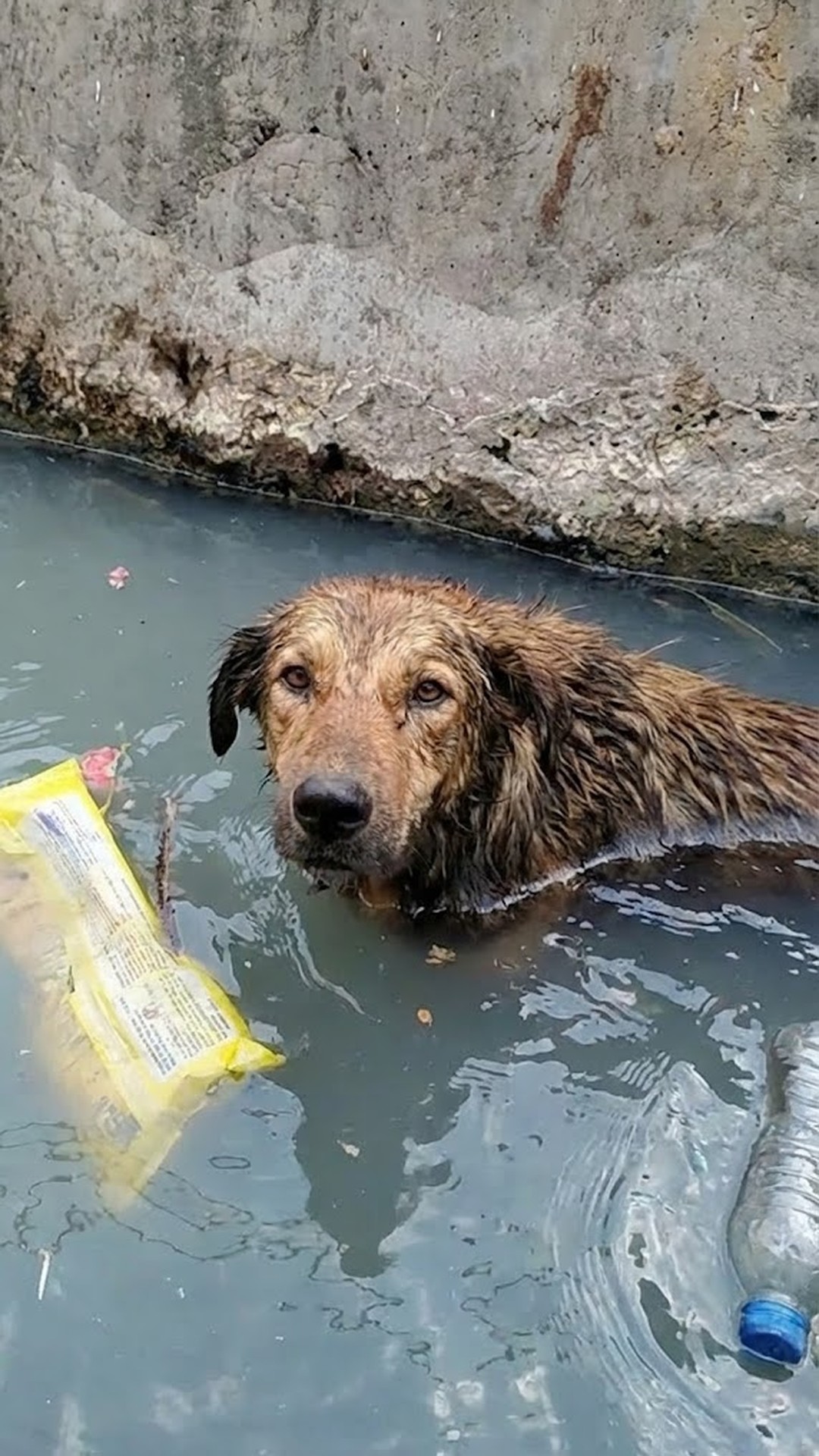From Isolation to Compassion: A Stray Dog's Last Moments