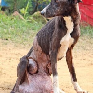 Rescue Team Saves Midnight: Stray Dog with Tumor Finds Hope After Years
