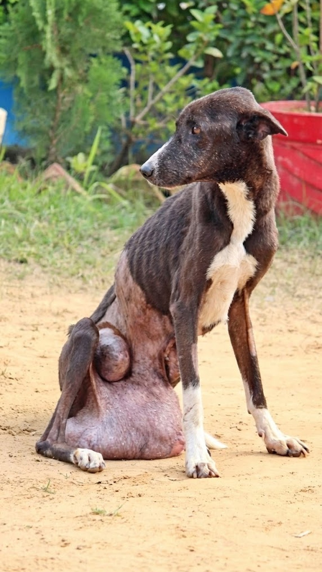 Rescue Team Saves Midnight: Stray Dog with Tumor Finds Hope After Years