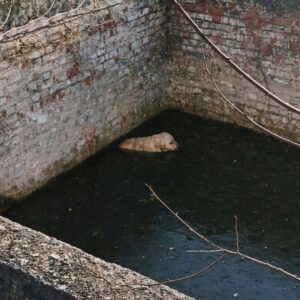 Tiny Dog Rescued from Abandoned Well Makes Remarkable Recovery