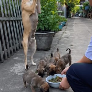 Mother Dog Expresses Grateful Gesture as Puppies Enjoy First Full Meal