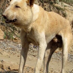 Rescue Dog's Painful Abscess Revealed After Months of Suffering