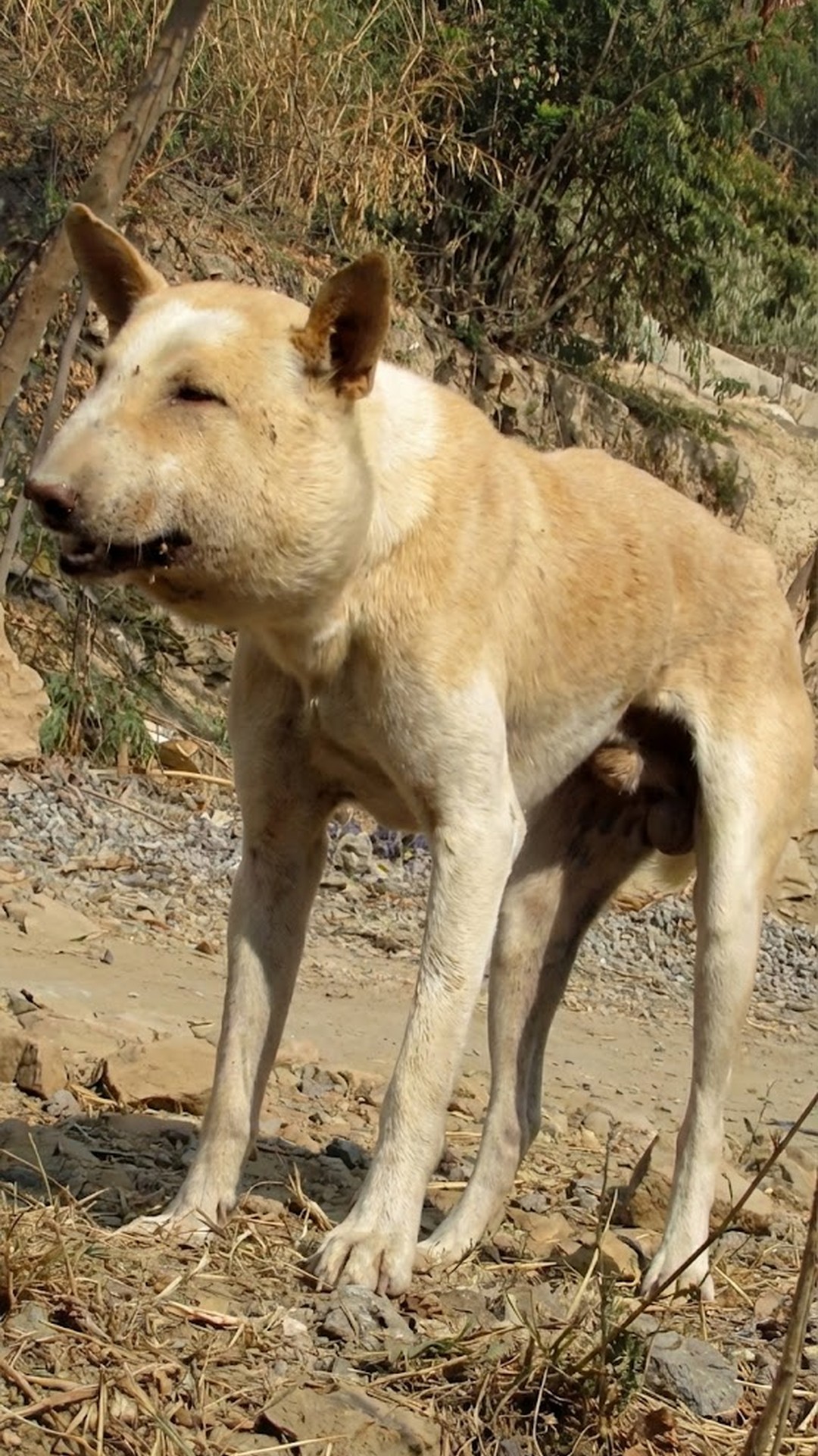 Rescue Dog's Painful Abscess Revealed After Months of Suffering