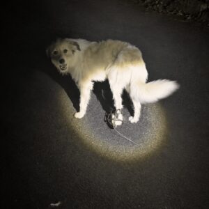 Dog's Recovery After Being Rescued from a Steel Trap