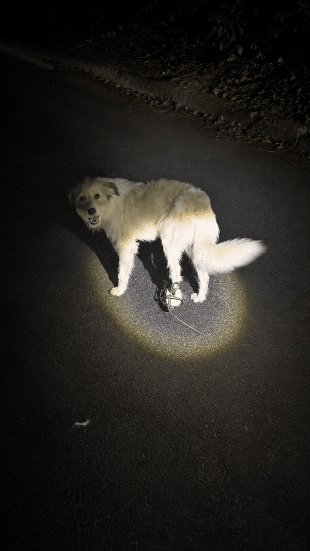 Dog's Recovery After Being Rescued from a Steel Trap