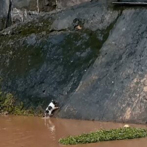 A Mother's Urgent Call Leads to a Life-Saving Rescue