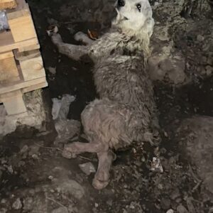 From Paralyzed on the Roadside to Thriving in a Loving Home