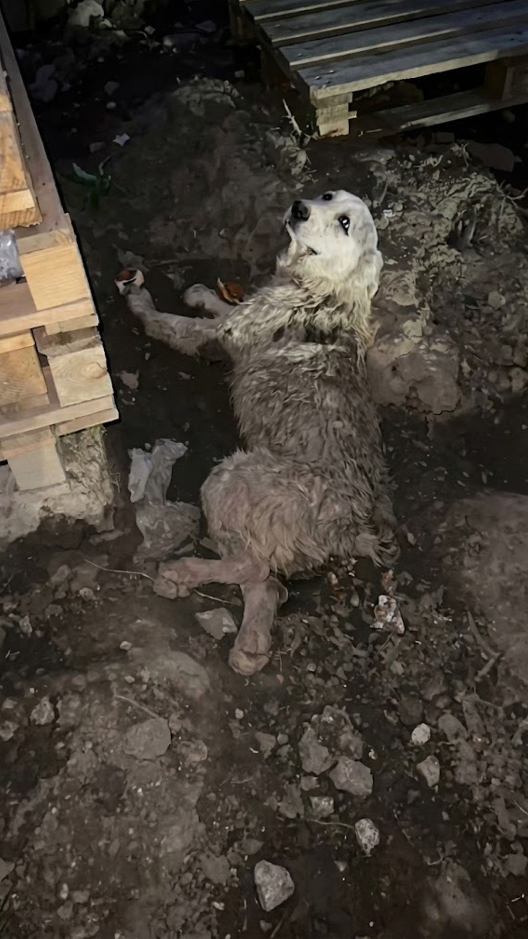 From Paralyzed on the Roadside to Thriving in a Loving Home
