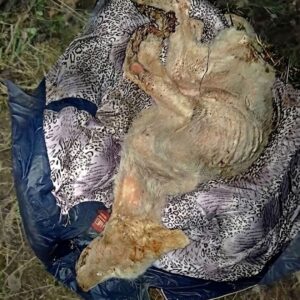 Rescue of Kizyl: From Abandonment to Recovery in Just Days