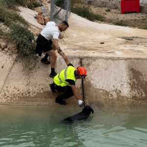 Rescuers Brave Floodwaters to Save Stranded Animals in Crisis