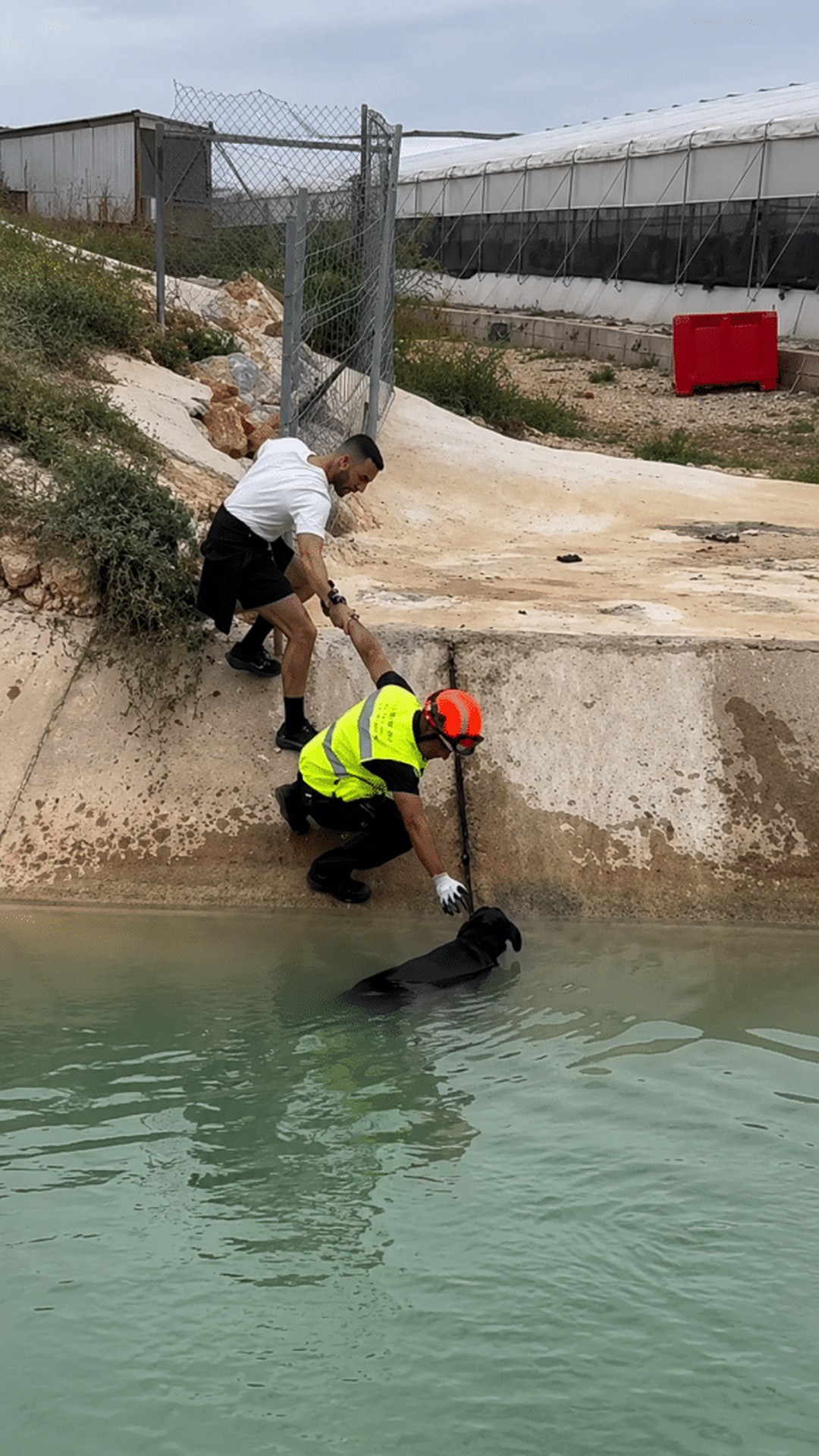 Rescuers Brave Floodwaters to Save Stranded Animals in Crisis
