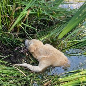 Rescue Team Finds Paralyzed Dog Prudik Stranded in River After Abandonment