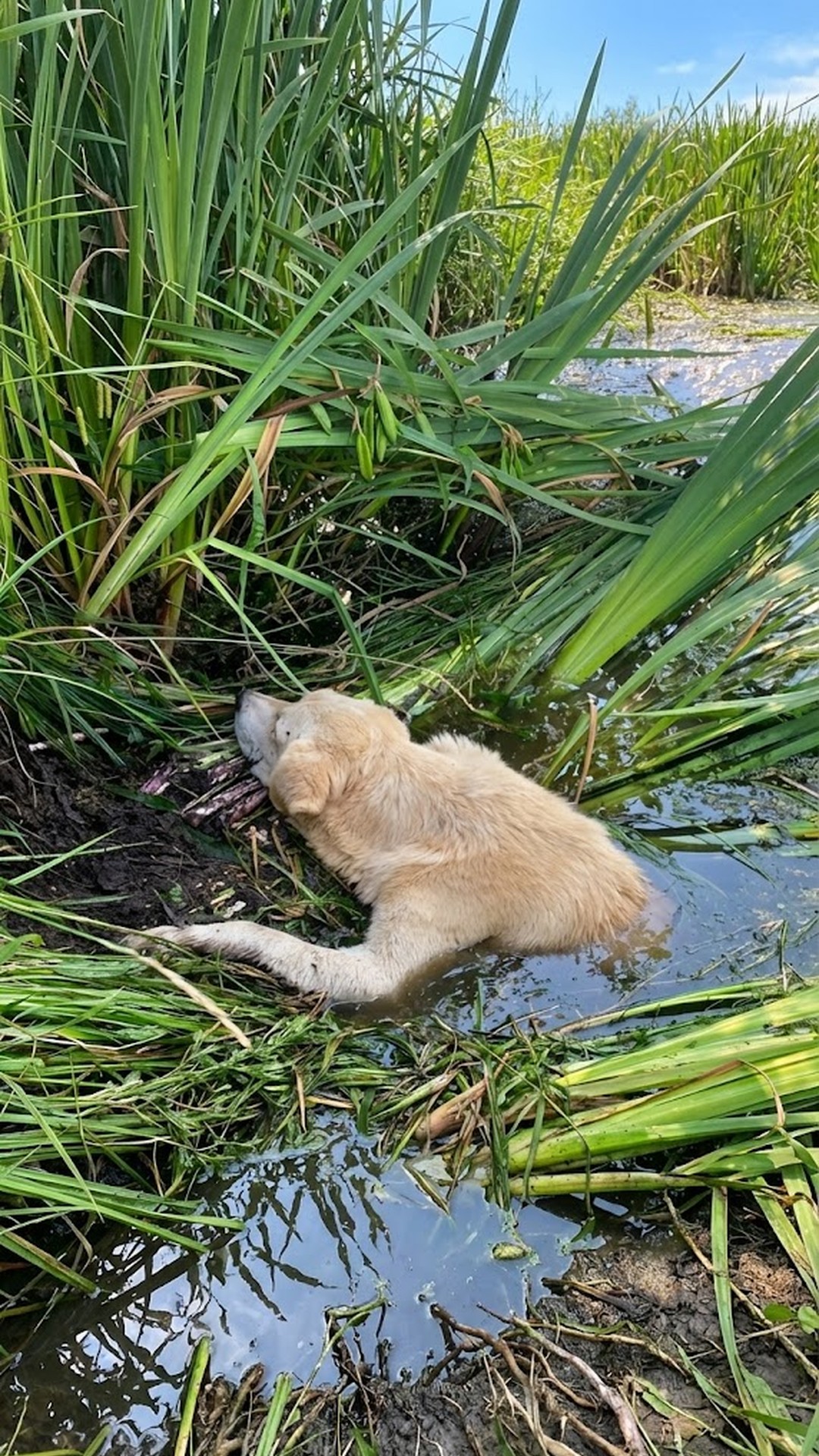 Rescue Team Finds Paralyzed Dog Prudik Stranded in River After Abandonment