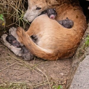 Mother Dog's Protective Instincts Shine as Puppies Find Safety