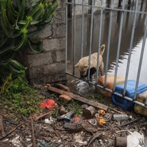 Mother Dog Defies Flood to Rescue Her Trapped Puppy