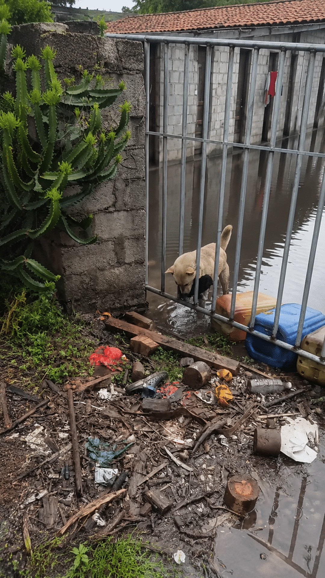 Mother Dog Defies Flood to Rescue Her Trapped Puppy