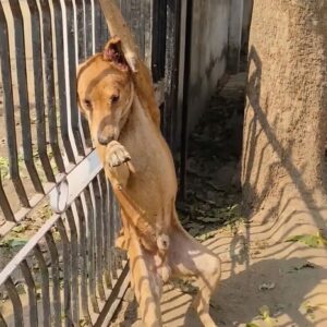 Rescue Team Releases Stray Dog From Metal Fence, Uncovers Hidden Wound