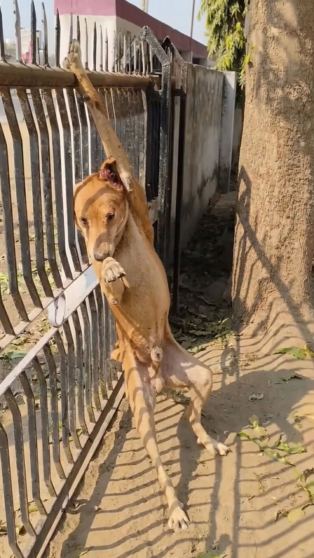 Rescue Team Releases Stray Dog From Metal Fence, Uncovers Hidden Wound