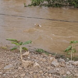 Man Risks His Life to Rescue Tiny Dog from Floodwaters