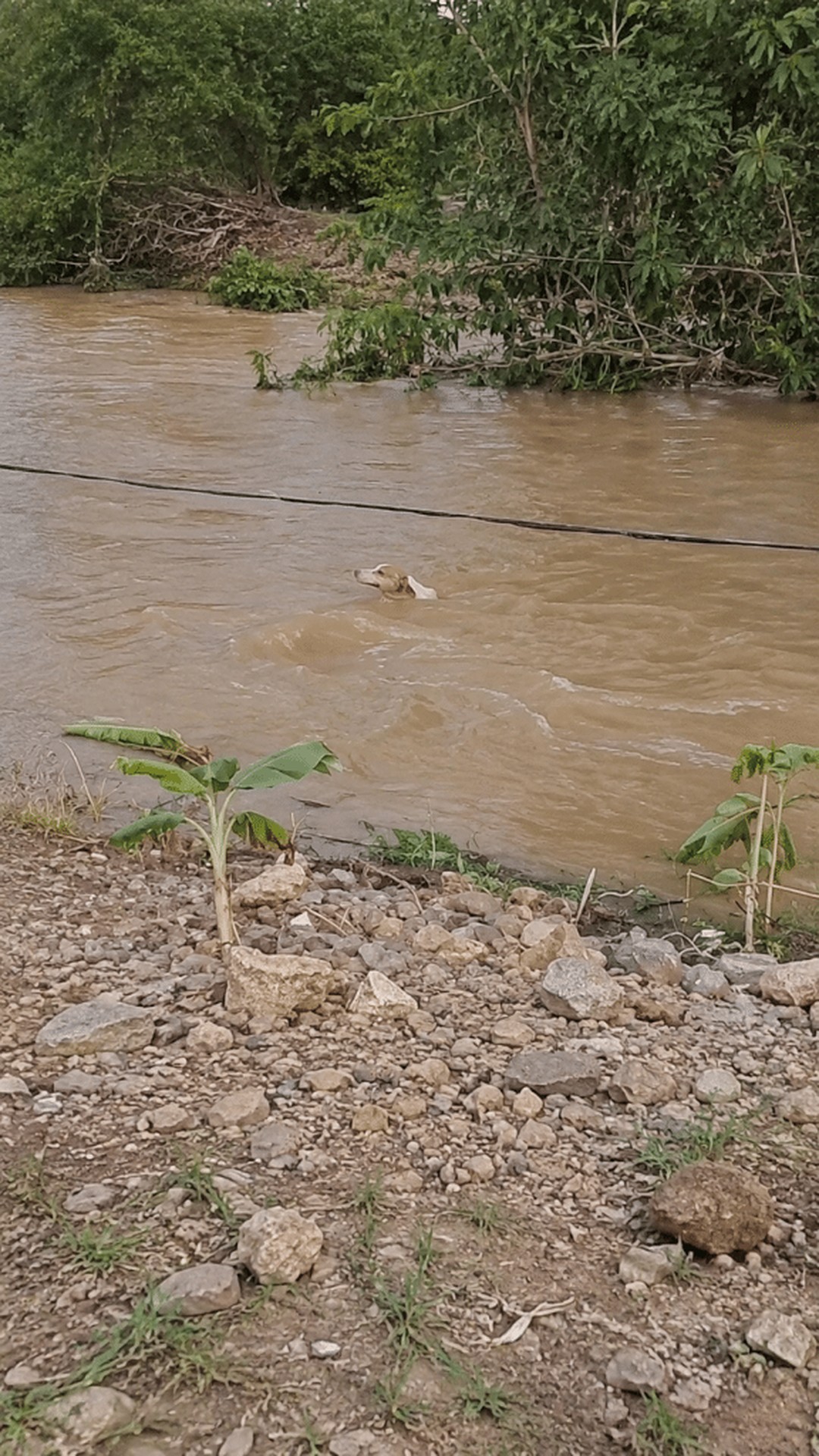 Man Risks His Life to Rescue Tiny Dog from Floodwaters