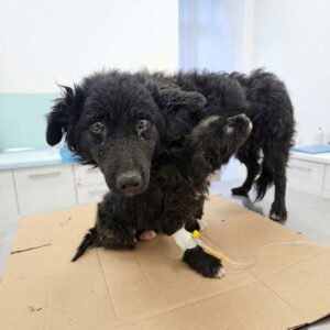 Rescue Team Saves Mother Dog and Puppy After Weeks of Struggle