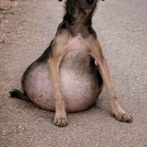 Three Liters of Fluid Removed Gives Small Dog New Life