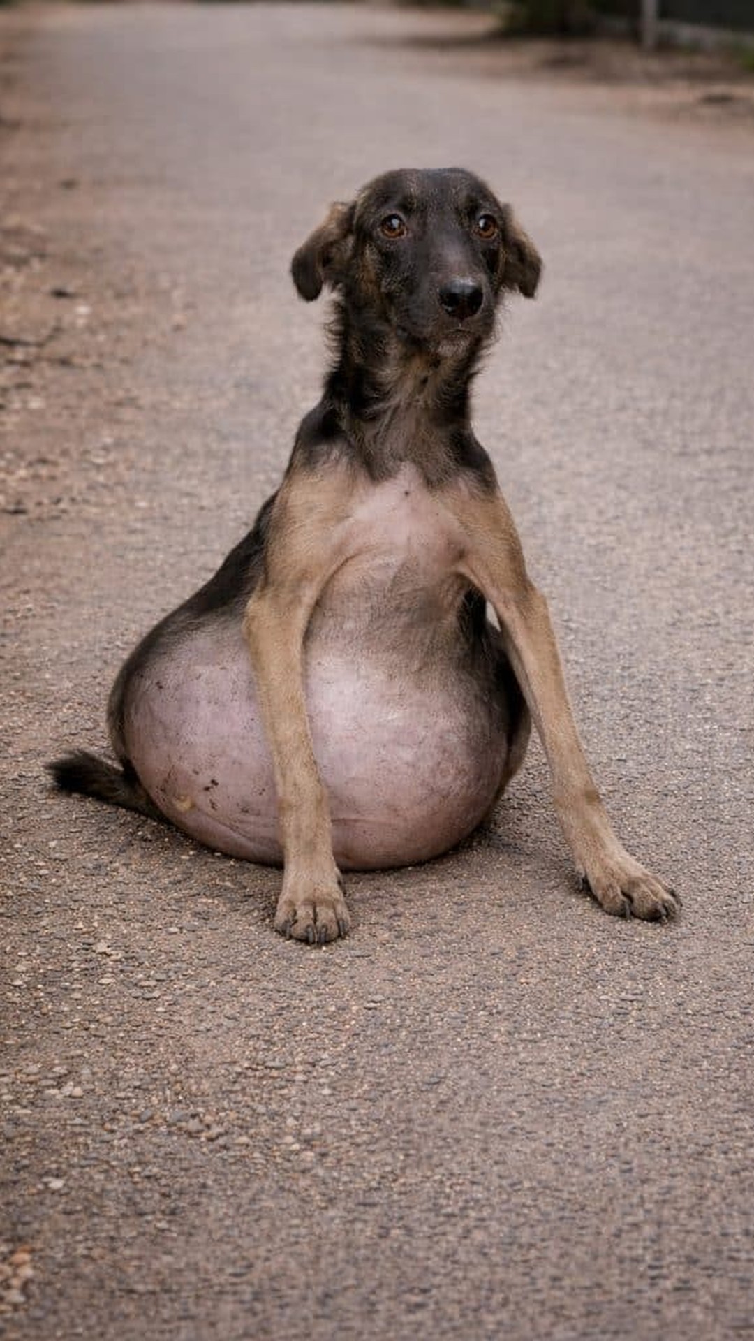 Three Liters of Fluid Removed Gives Small Dog New Life
