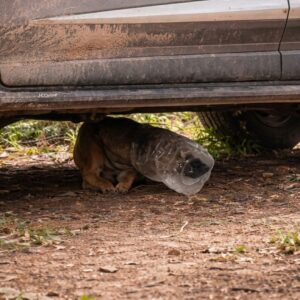 Stray Dog's Escape: From Blind Panic to Instant Freedom