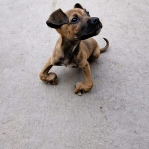 Tomy Transforms from Struggling Puppy to Joyful Runner while Eva Gains Freedom through a Wheelchair