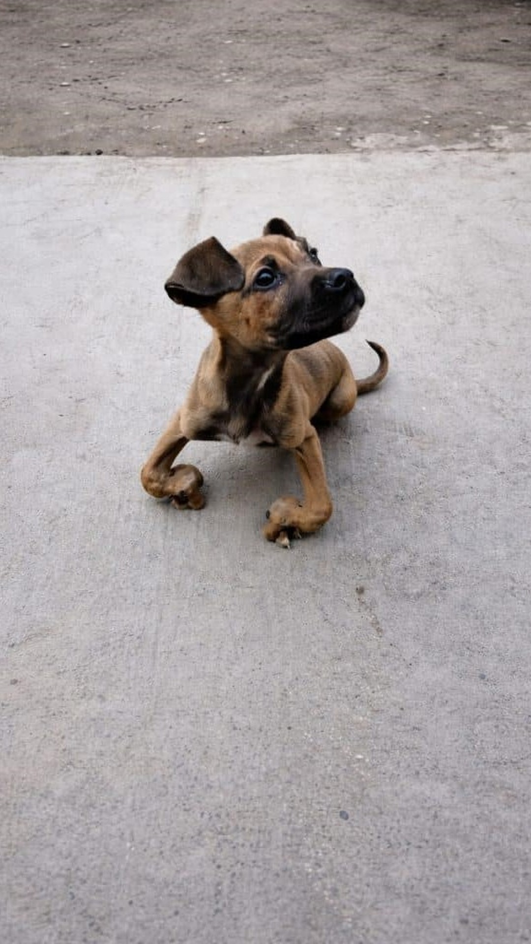 Tomy Transforms from Struggling Puppy to Joyful Runner while Eva Gains Freedom through a Wheelchair