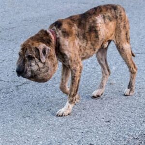 Gus the Dog Rescued from Abandonment with 26 Bullets Embedded in His Body