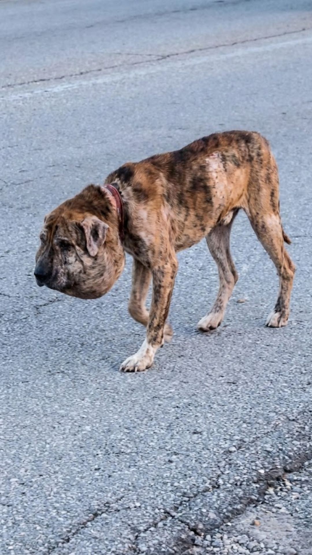 Gus the Dog Rescued from Abandonment with 26 Bullets Embedded in His Body