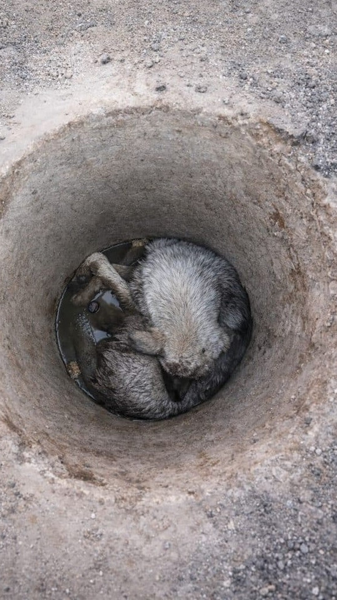 Rescuers Save Ollie from Drainage Trap in a Race Against Time