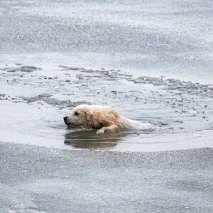 Rescue Mission: Daring Rescue of Puppy from Icy Waters