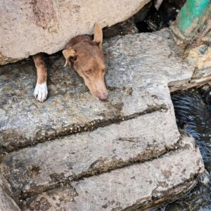 Urgent Rescue: Dog Saved from Iron Gate After Frantic Struggle