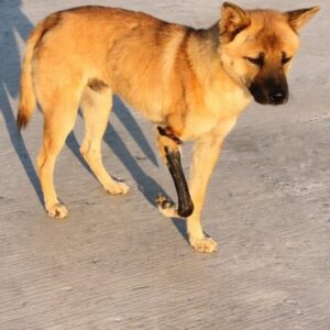 Awen the Dog Overcomes a Severe Leg Injury to Find Freedom
