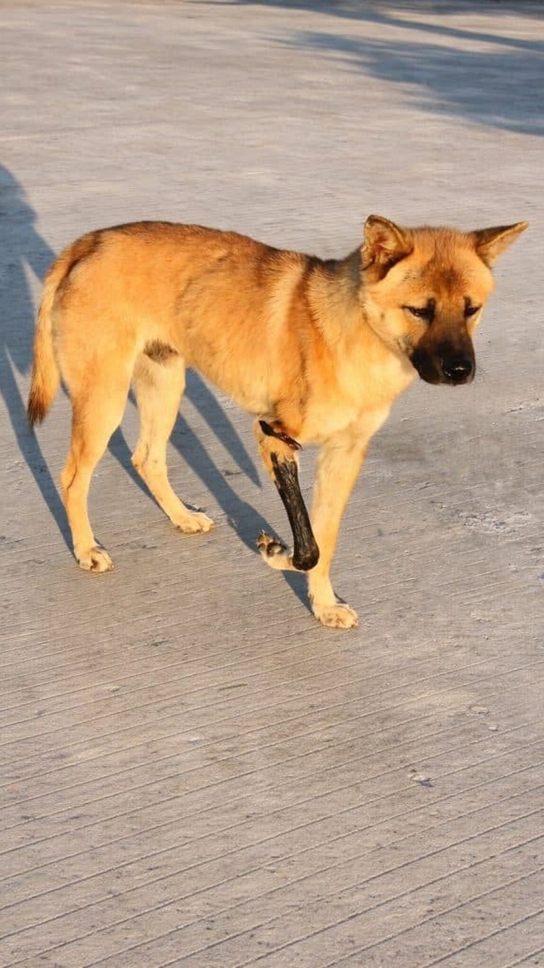 Awen the Dog Overcomes a Severe Leg Injury to Find Freedom