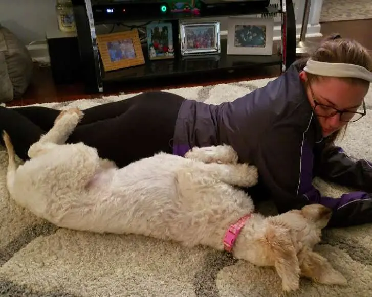 Tổ chức cứu hộ chó Goldendoodle ở Bắc Carolina