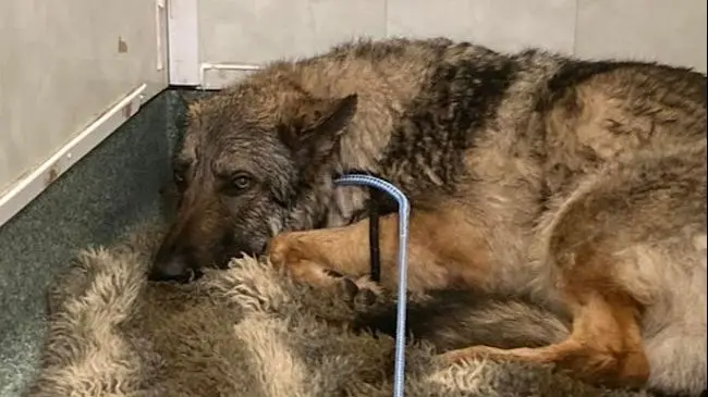 The dog is safe and well and has been handed over to the local RSPCA.