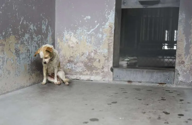 chó trong trại cứu hộ