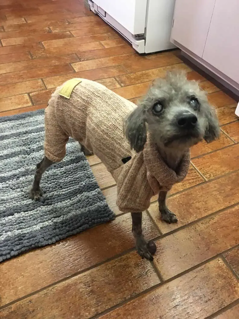 Chú chó poodle nhỏ xíu mặc áo len