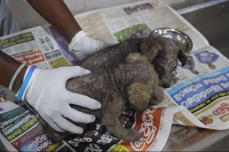 Hairless puppies after being rescued