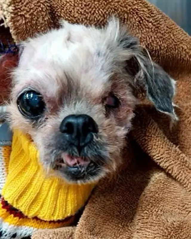 Kiểu tóc Shih Tzu bị bỏ bê
