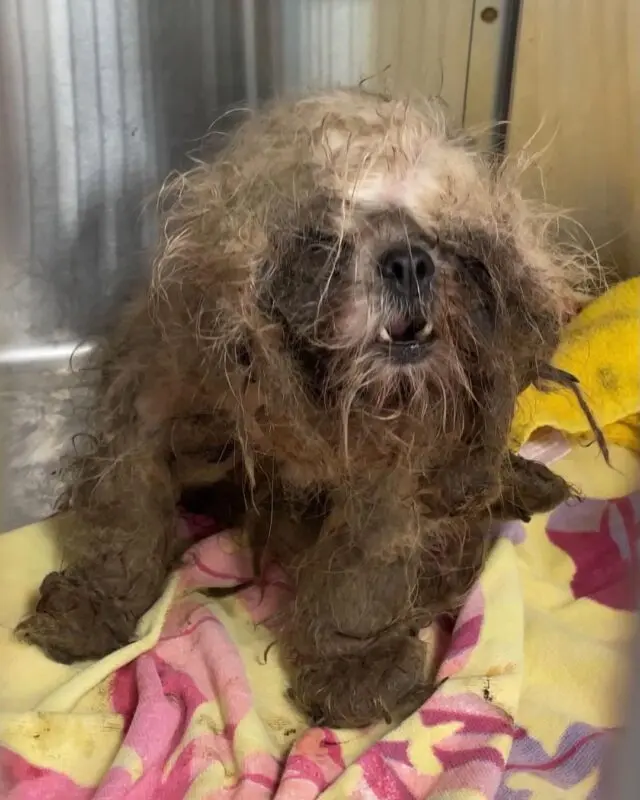 Chú chó Shih Tzu bị bỏ bê nghiêm trọng