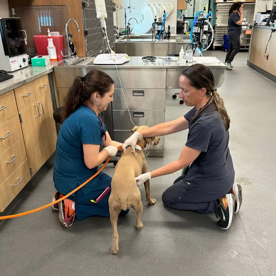 Bright Eyes gets checked out at after being saved from a Phoenix mountain.
